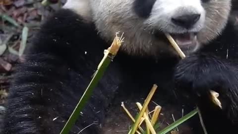 Mengintip tingah lucu panda Saat makan