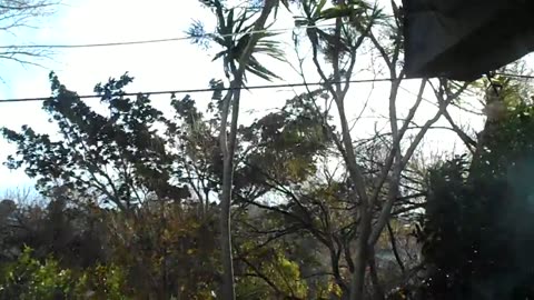 Wind in the Cabbage Trees.AVI