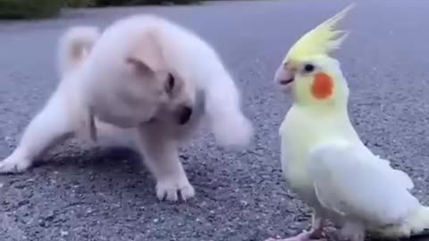 cute dog🐕 and birds love❤ ,...funny videos