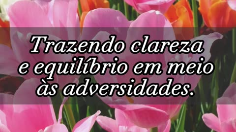 Oração Poderosa para uma Semana Harmoniosa!