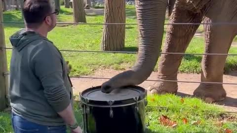 FUNNY!! Elephant plays drums!