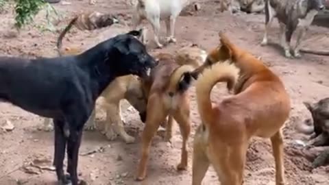 To groups dogs in fighting