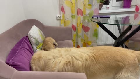 Golden Retriever and Puppy Playing on the Sofa