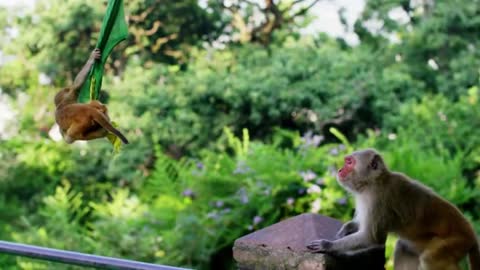 Maternal love is nature, monkeys are no exception