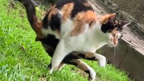 cat shows impeccable balance while pooping