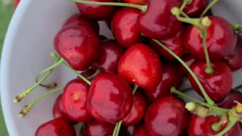 cherry | Definition, Trees, Fruits, Types, Cultivation, & Facts