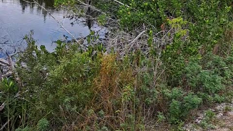 10.000 Islands National Wildlife Refuge "Marsh Trail" 1/15/24 Florida