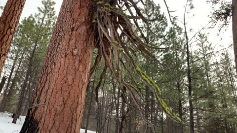 Interesting Oddities Found in the National Forest – Central Oregon – 4K