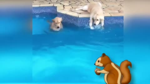 Funny animals - Funny / dogs - Funny animal videos , Funny animals! animals AWW