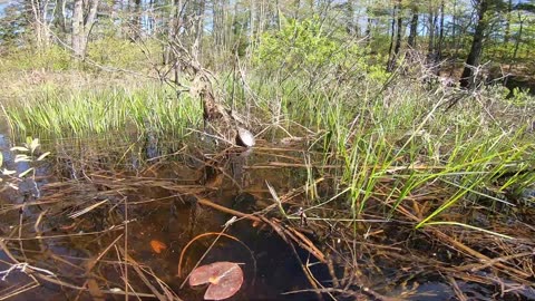 Painted Turtle