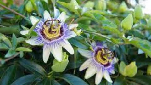 Herbal Cures for anxiety: Passionflower