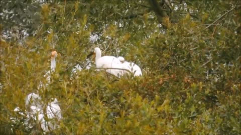 White and black birds