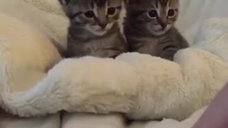 Cute Kittens Scare From Finger Movement