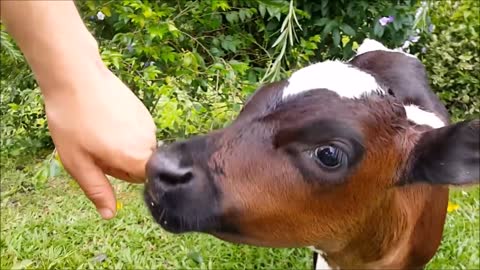 Cows Go Moo (Baby Edition) - CUTEST Compilation