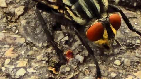 Close-up of a fly / close-up of an injured fly.