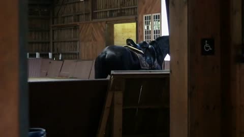 Young woman in Equestrian gear leads horse into indoor arena or riding hall