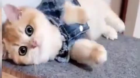 Cute and Funny Cat Videos