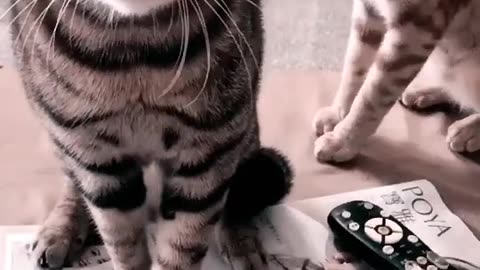 Cute cat comedy video😂🤣