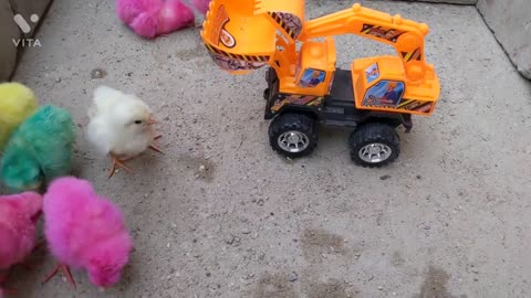 Coloured Hens Chicks Play With Toys