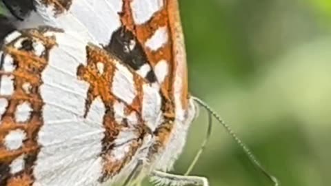 Borboletas no Pantanal, Riodinidae