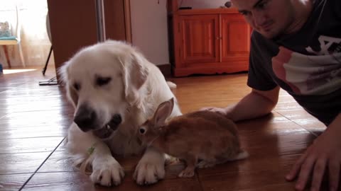 Rabbit Steals Food From Dog [TRY NOT TO LAUGH]