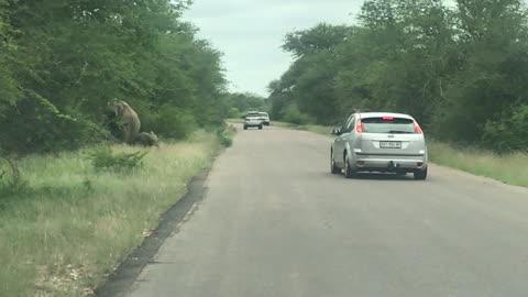 Baby Elephant Forces Car to Back Away