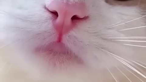 Cat Meowing_😺😺Cat Voice Cute_Cat Voice Video