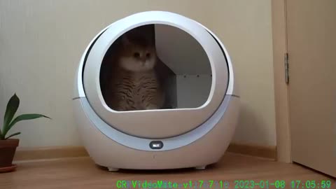 Smart cat litter box