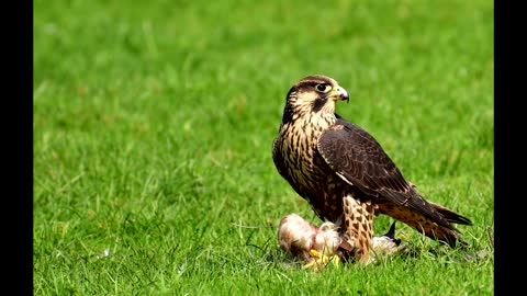 Peregrine Falcon All Sounds - The Fastest Animal on Earth