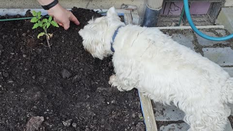 Jack and a brand new bone