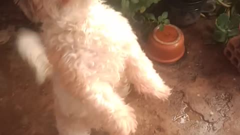 Cachorrinho dançando