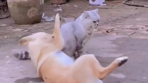 DoG vs cat cat funny