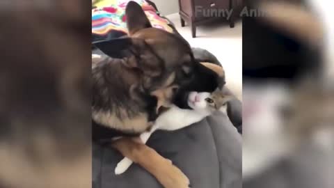 Hilarious videos of cats and dogs being ultra cute and funny