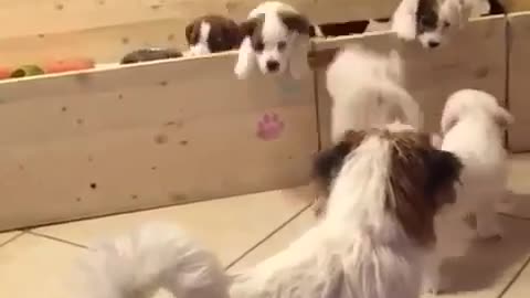 Jack Russell puppy's brave escape from pen