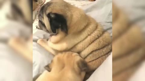 Pug is angry! Because his friend knows he has a little meat but he keeps poking him in the skin