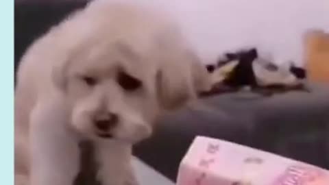 Funny dog video.watch.