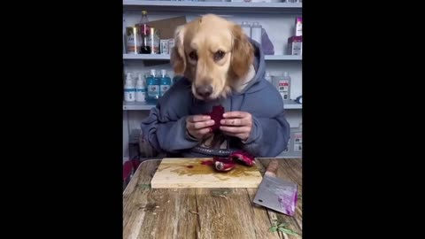 Unlimited animal funny videos - part 1