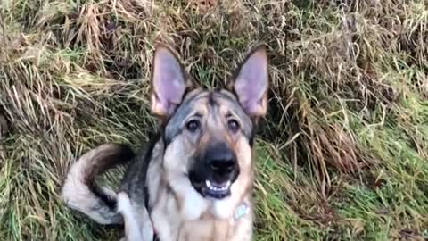 Dopey German Shepherd can’t catch treats