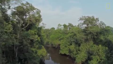 Swing Through the Trees With Amazing Spider Monkeys