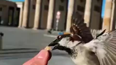 So cute beautiful shor best bird eat video.