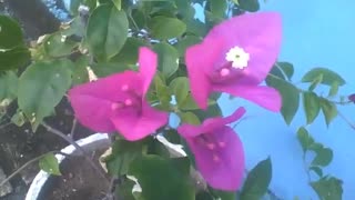 Linda flor de primavera em um vaso de cimento na calçada do prédio [Nature & Animals]