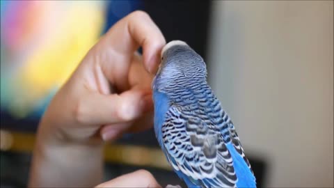 Funny BIRDS & PARROTS Chatting as well as Vocal Singing