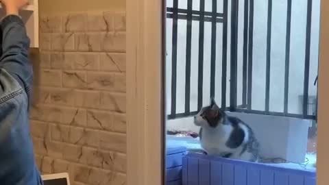 Smart cat thinking how to eat