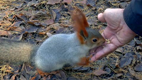 Siberian squirrel feeding