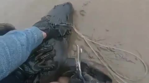 Seal rescue