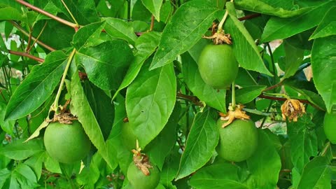 Passiflora ( Passiflora incarnata ) serve para Mal de Parkinson, insônia e ansiedade