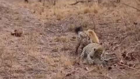 Fight Hyena to hunt animals! Super funny animal videos and there funny behaviors.