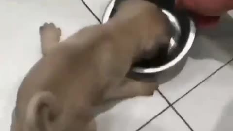 Puppy is so hungry they gobble its meals