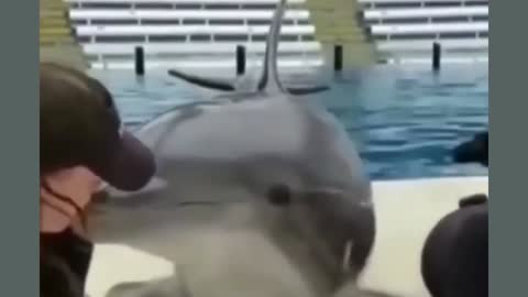 Dolphin kiss