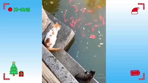 Funny cat short video.